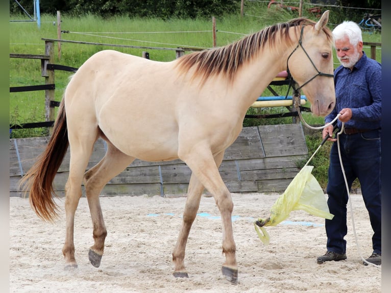 American Quarter Horse Wallach 2 Jahre 152 cm Champagne in M&#xFC;glitztal