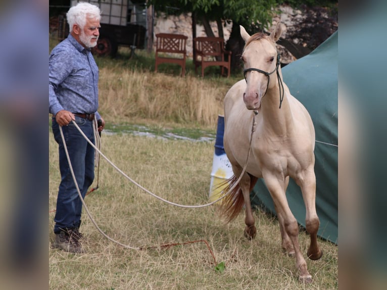 American Quarter Horse Wallach 2 Jahre 152 cm Champagne in M&#xFC;glitztal