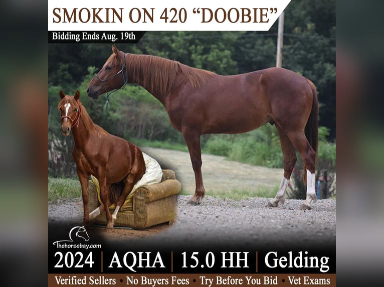 American Quarter Horse Wallach 2 Jahre 152 cm Dunkelfuchs in Sonora, KY