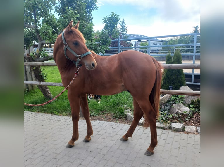 American Quarter Horse Wallach 2 Jahre 152 cm Fuchs in Harth-P&#xF6;llnitz