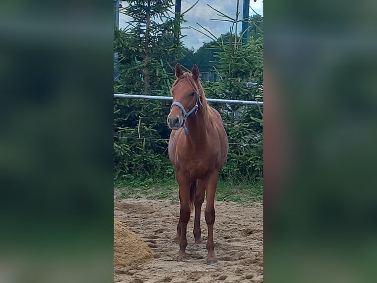 American Quarter Horse Wallach 2 Jahre 152 cm Fuchs in Harth-P&#xF6;llnitz