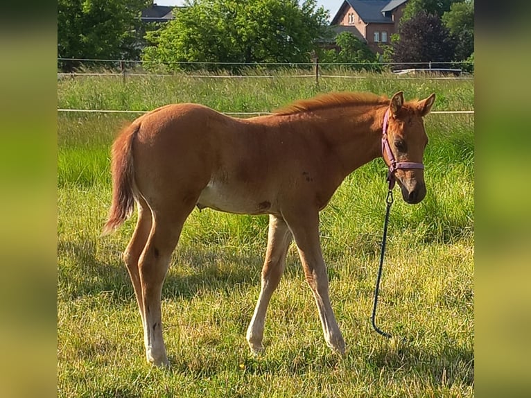 American Quarter Horse Wallach 2 Jahre 152 cm Fuchs in Harth-P&#xF6;llnitz