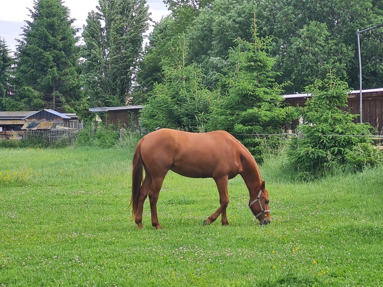 American Quarter Horse Wallach 2 Jahre 152 cm Fuchs in Harth-P&#xF6;llnitz