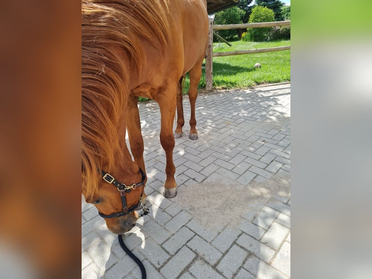 American Quarter Horse Wallach 2 Jahre 152 cm Fuchs in Harth-P&#xF6;llnitz