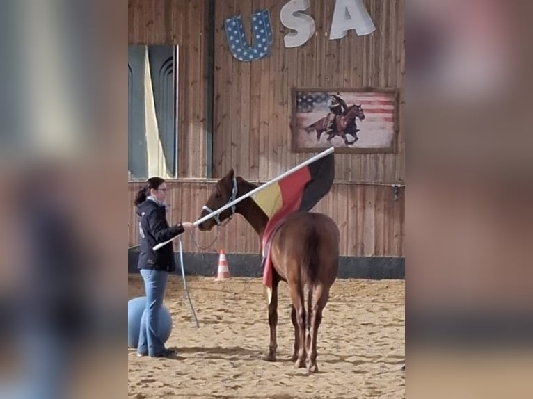 American Quarter Horse Wallach 2 Jahre 152 cm Fuchs in Harth-P&#xF6;llnitz