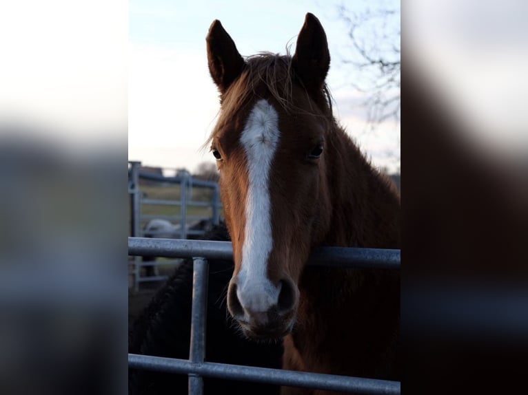 American Quarter Horse Wallach 2 Jahre 152 cm Fuchs in Straubenhardt
