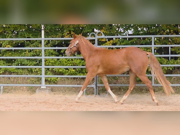 American Quarter Horse Wallach 2 Jahre 152 cm Fuchs in Langenbach