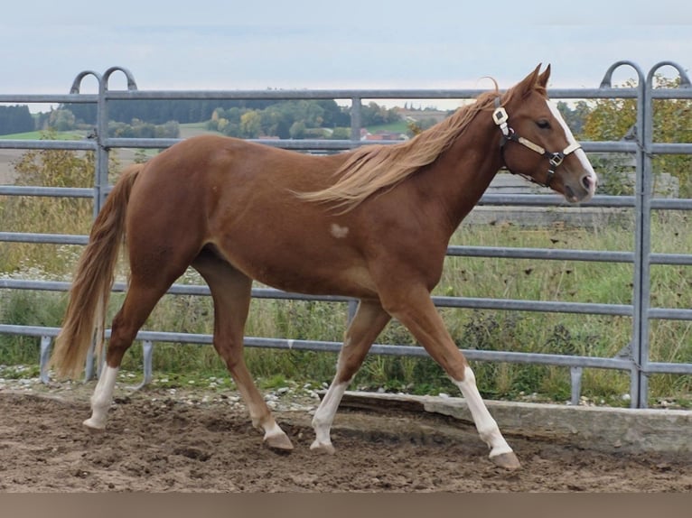 American Quarter Horse Wallach 2 Jahre 152 cm Fuchs in Langenbach