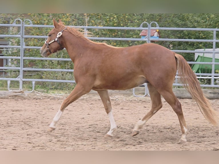 American Quarter Horse Wallach 2 Jahre 152 cm Fuchs in Langenbach