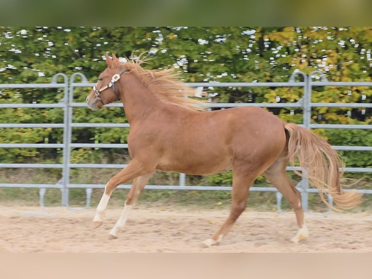 American Quarter Horse Wallach 2 Jahre 152 cm Fuchs in Langenbach