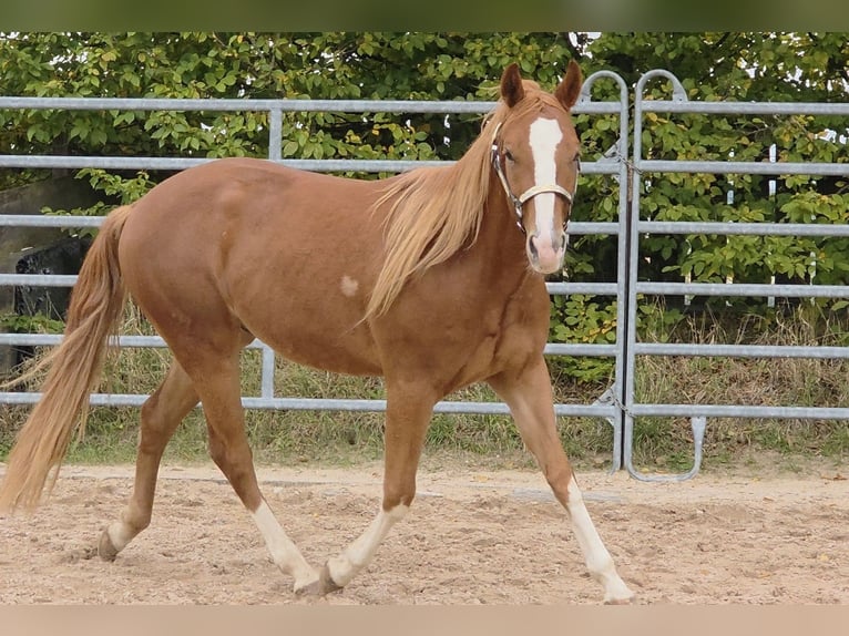 American Quarter Horse Wallach 2 Jahre 152 cm Fuchs in Langenbach