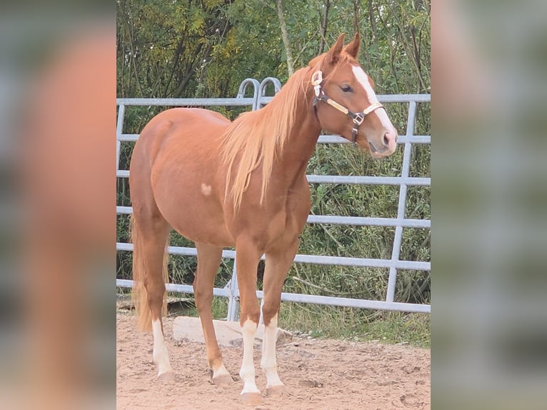 American Quarter Horse Wallach 2 Jahre 152 cm Fuchs in Langenbach