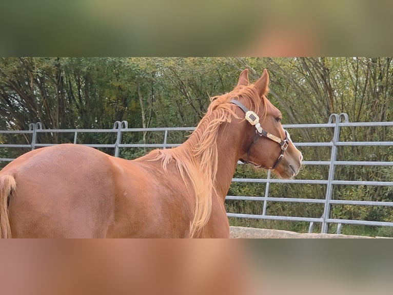 American Quarter Horse Wallach 2 Jahre 152 cm Fuchs in Langenbach
