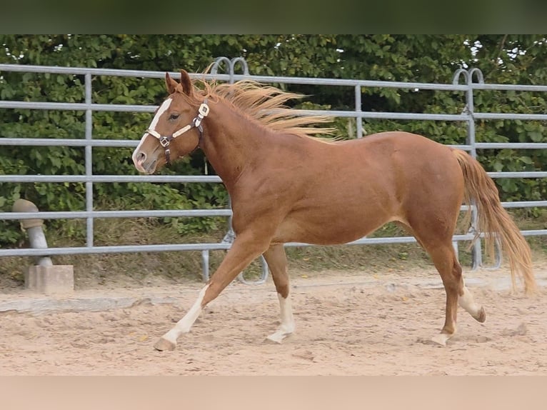 American Quarter Horse Wallach 2 Jahre 152 cm Fuchs in Langenbach