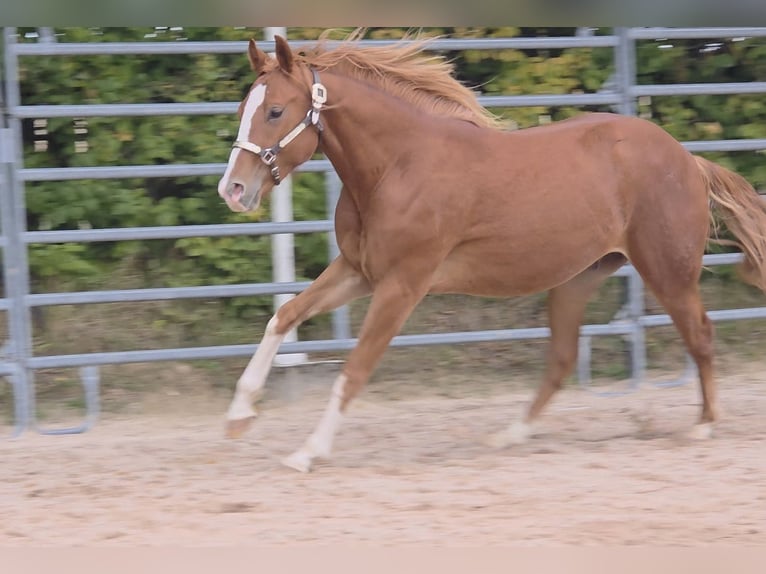 American Quarter Horse Wallach 2 Jahre 152 cm Fuchs in Langenbach