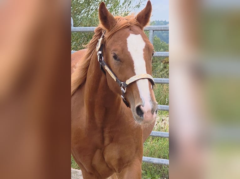 American Quarter Horse Wallach 2 Jahre 152 cm Fuchs in Langenbach