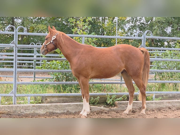American Quarter Horse Wallach 2 Jahre 152 cm Fuchs in Langenbach