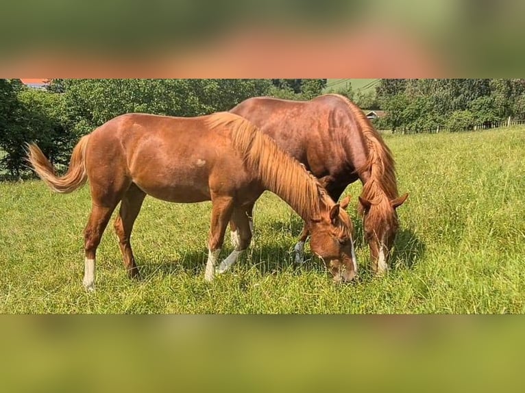 American Quarter Horse Wallach 2 Jahre 152 cm Fuchs in Langenbach