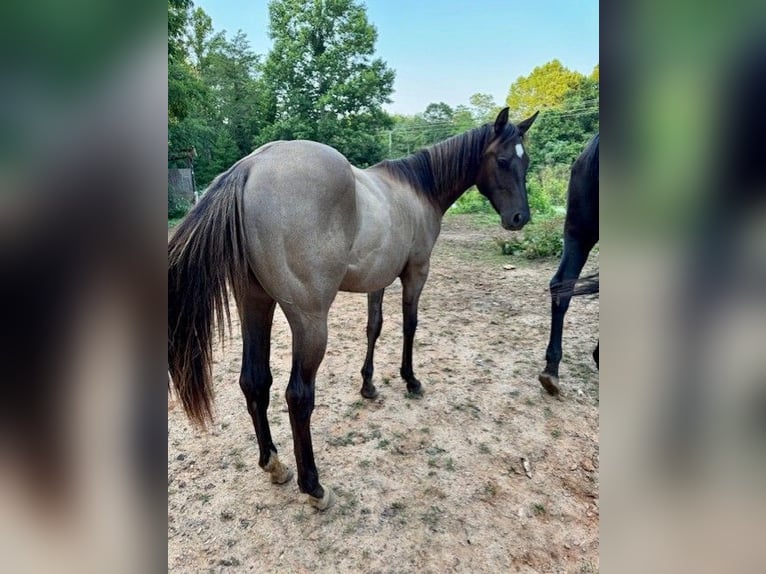 American Quarter Horse Wallach 2 Jahre 152 cm Grullo in Hamptonville
