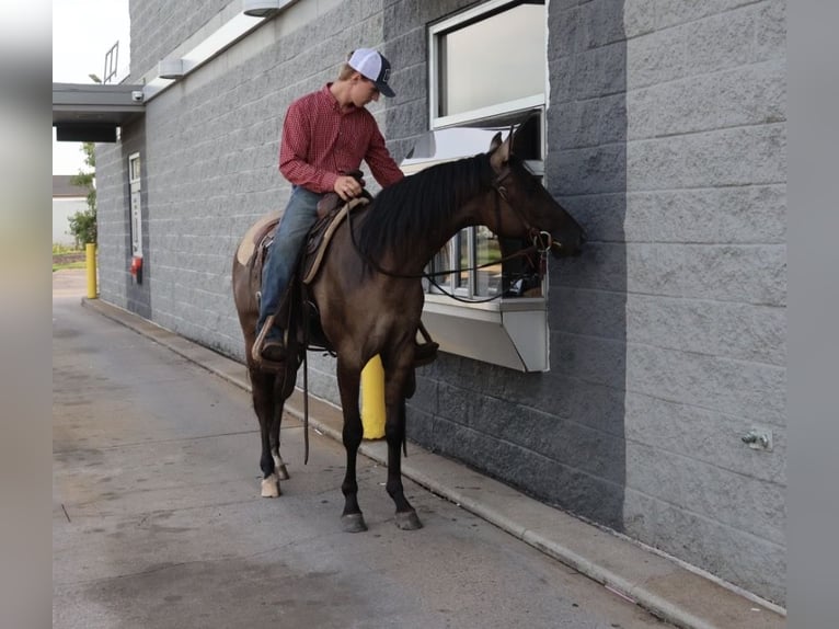 American Quarter Horse Wallach 2 Jahre 152 cm Grullo in Webberville
