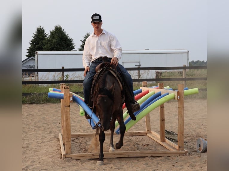 American Quarter Horse Wallach 2 Jahre 152 cm Grullo in Webberville