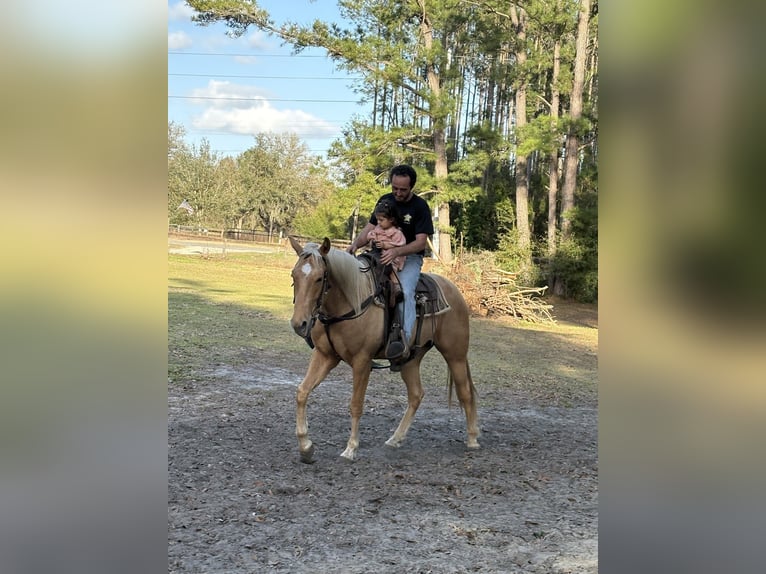 American Quarter Horse Wallach 2 Jahre 152 cm Palomino in Williston