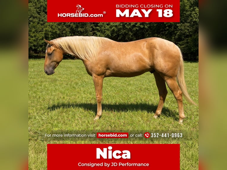American Quarter Horse Wallach 2 Jahre 152 cm Palomino in Williston