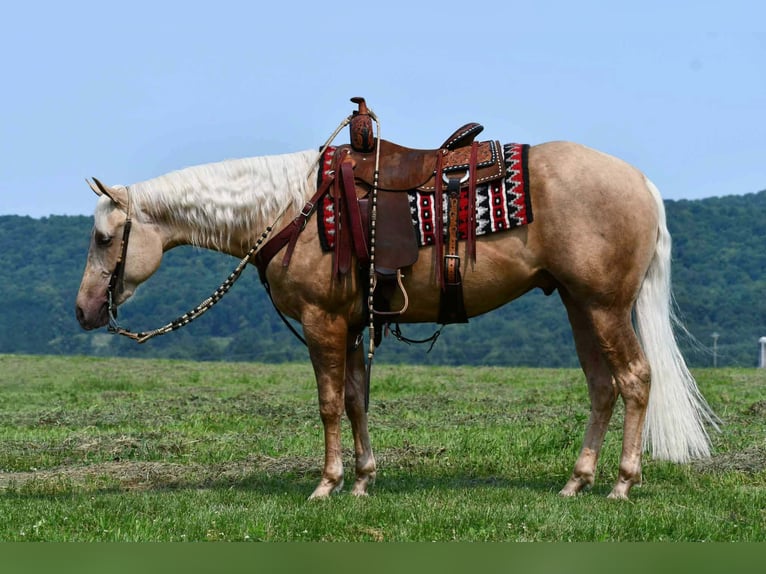American Quarter Horse Wallach 2 Jahre 152 cm Palomino in Rebersburg