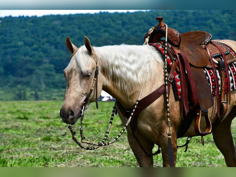 American Quarter Horse Wallach 2 Jahre 152 cm Palomino in Rebersburg