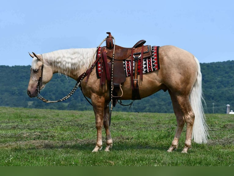 American Quarter Horse Wallach 2 Jahre 152 cm Palomino in Rebersburg