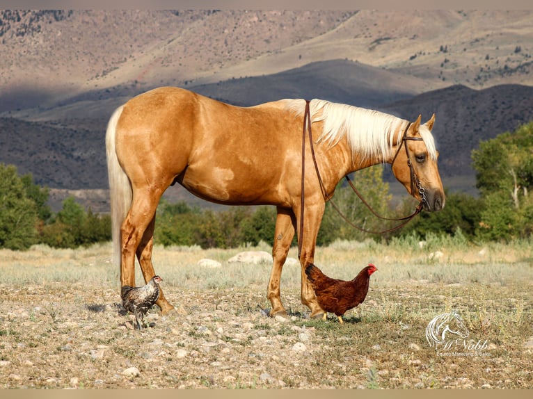 American Quarter Horse Wallach 2 Jahre 152 cm Palomino in Cody