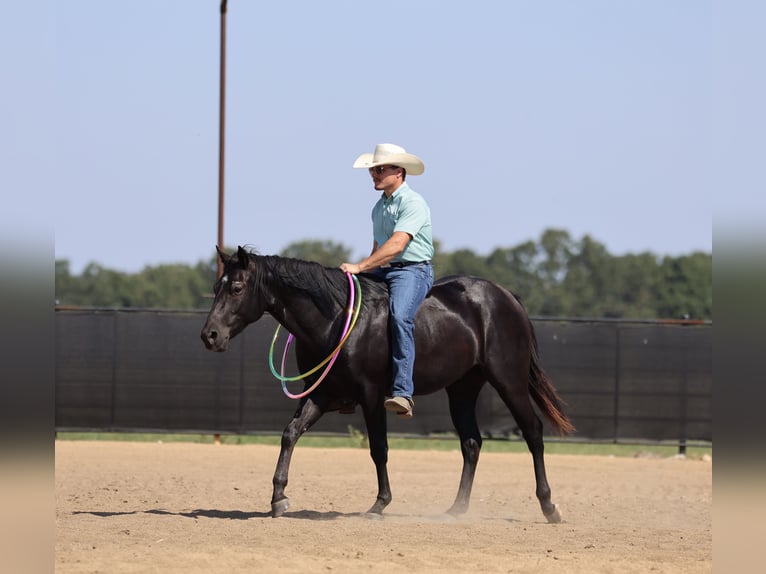 American Quarter Horse Wallach 2 Jahre 152 cm Rappe in Buffalo