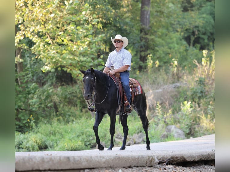 American Quarter Horse Wallach 2 Jahre 152 cm Rappe in Buffalo