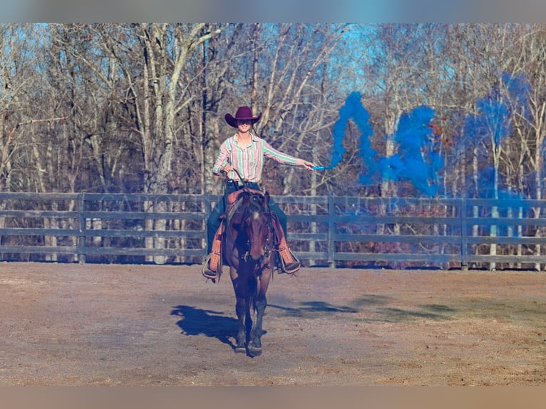 American Quarter Horse Wallach 2 Jahre 152 cm Roan-Bay in Clover, SC