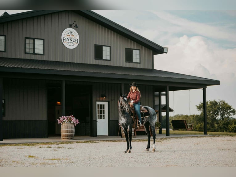 American Quarter Horse Wallach 2 Jahre 152 cm Roan-Blue in Selma IA