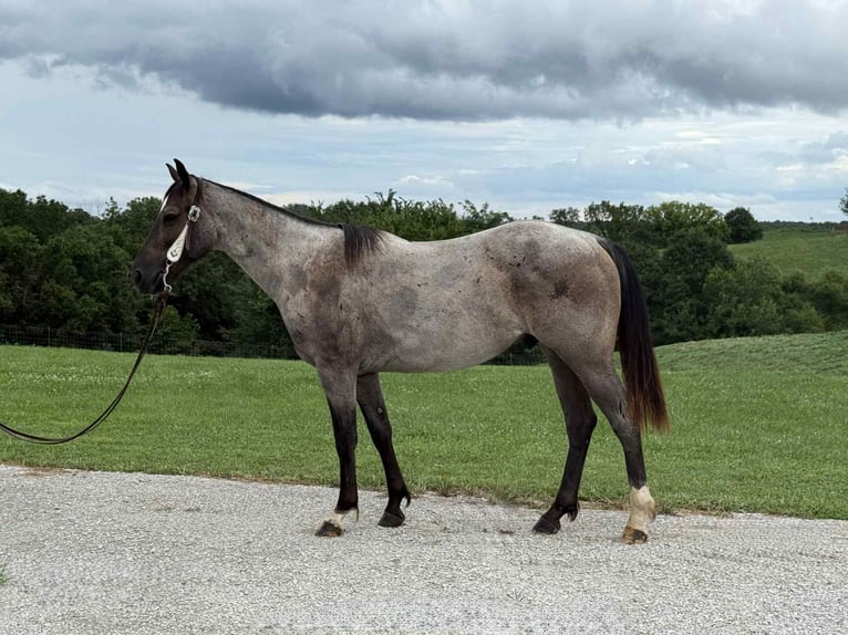 American Quarter Horse Wallach 2 Jahre 152 cm Roan-Blue in Selma IA