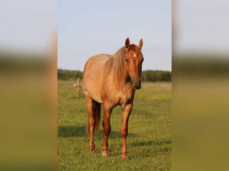 American Quarter Horse Wallach 2 Jahre 152 cm Roan-Red in Elmenhorst-Lichtenhagen