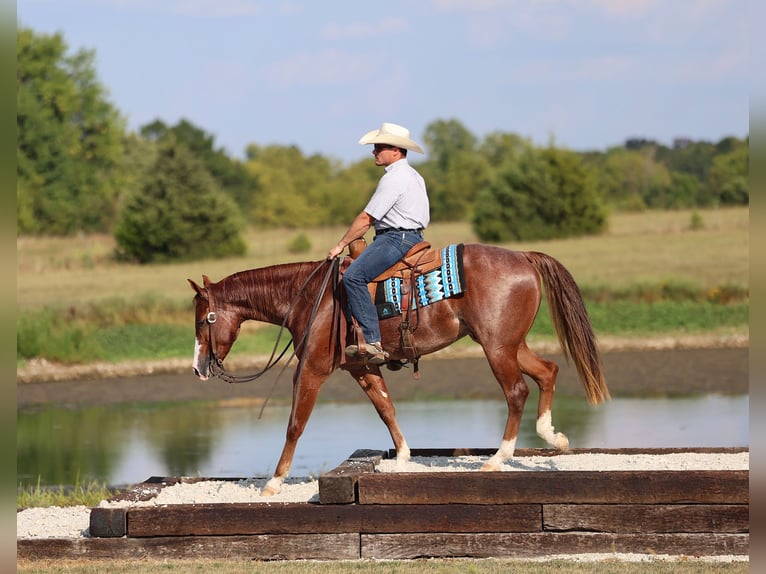 American Quarter Horse Wallach 2 Jahre 152 cm Roan-Red in Buffalo, MO