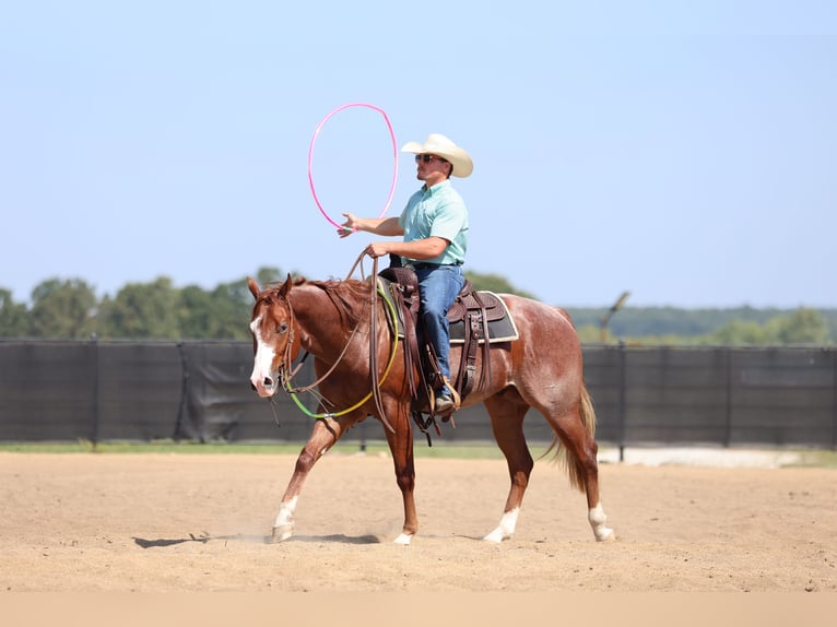 American Quarter Horse Wallach 2 Jahre 152 cm Roan-Red in Buffalo, MO