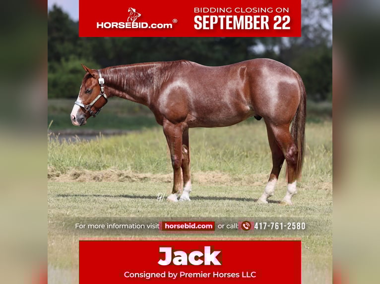American Quarter Horse Wallach 2 Jahre 152 cm Roan-Red in Buffalo, MO