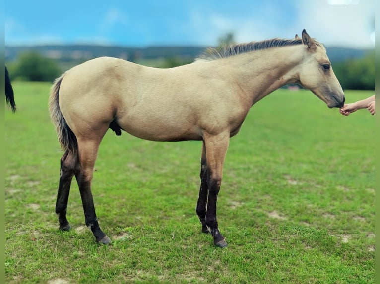 American Quarter Horse Wallach 2 Jahre 153 cm Buckskin in Sellin