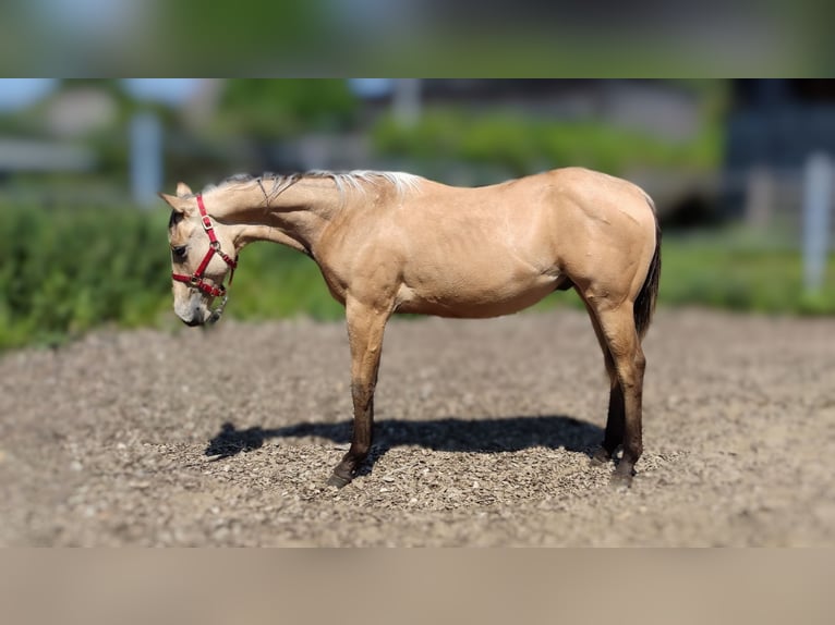 American Quarter Horse Wallach 2 Jahre 153 cm Buckskin in Sellin