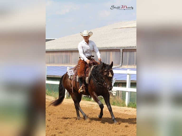 American Quarter Horse Wallach 2 Jahre 153 cm Buckskin in Sellin