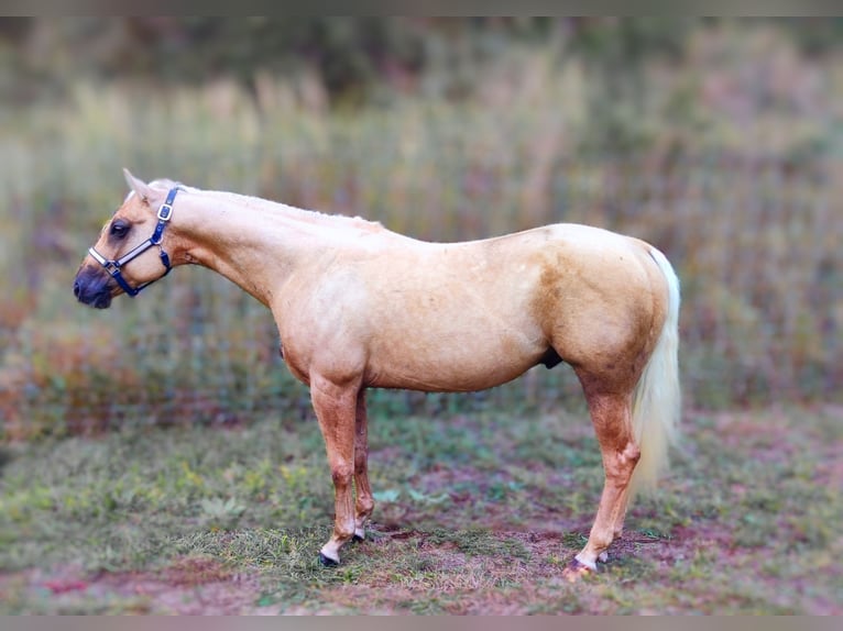 American Quarter Horse Wallach 2 Jahre 153 cm Buckskin in Sellin