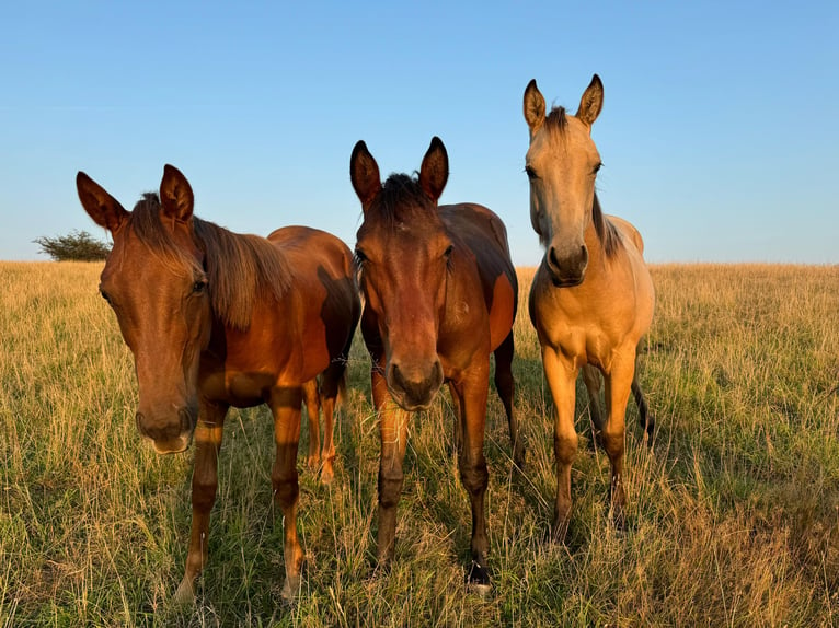 American Quarter Horse Wallach 2 Jahre 153 cm Buckskin in Sellin