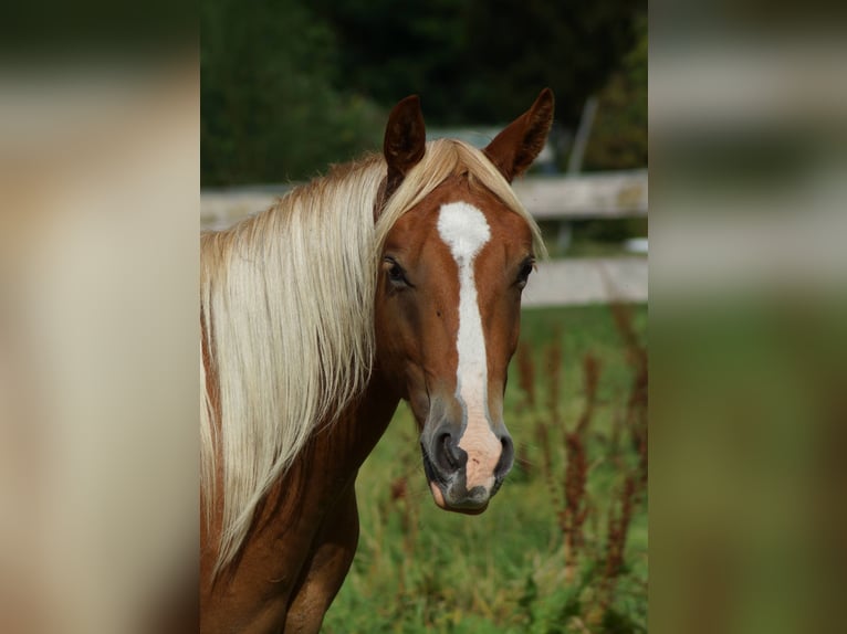 American Quarter Horse Wallach 2 Jahre 153 cm Fuchs in Linsburg