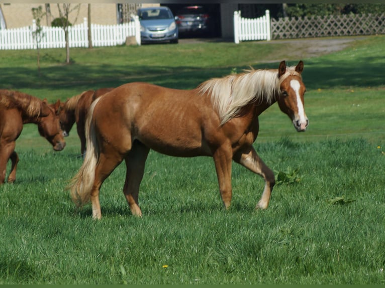 American Quarter Horse Wallach 2 Jahre 153 cm Fuchs in Linsburg