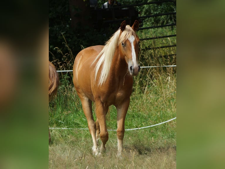 American Quarter Horse Wallach 2 Jahre 153 cm Fuchs in Linsburg