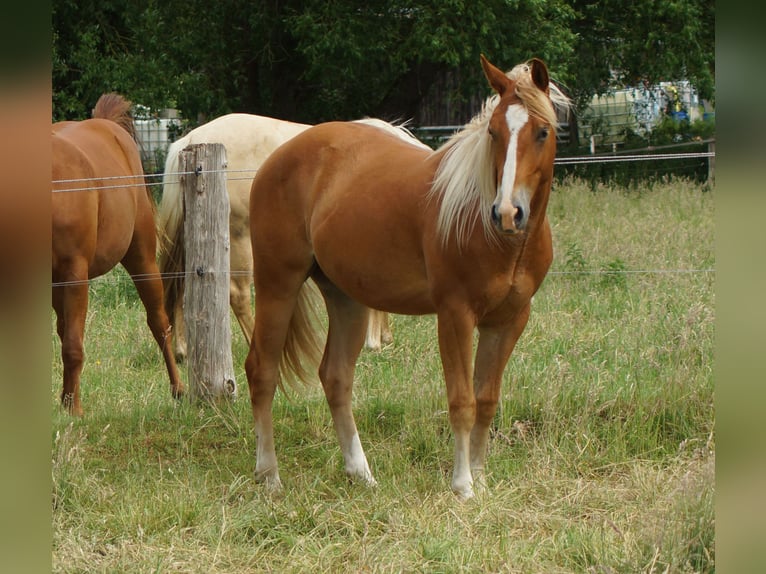 American Quarter Horse Wallach 2 Jahre 153 cm Fuchs in Linsburg