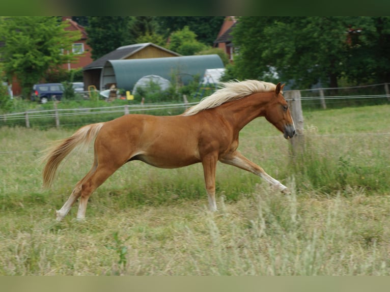American Quarter Horse Wallach 2 Jahre 153 cm Fuchs in Linsburg